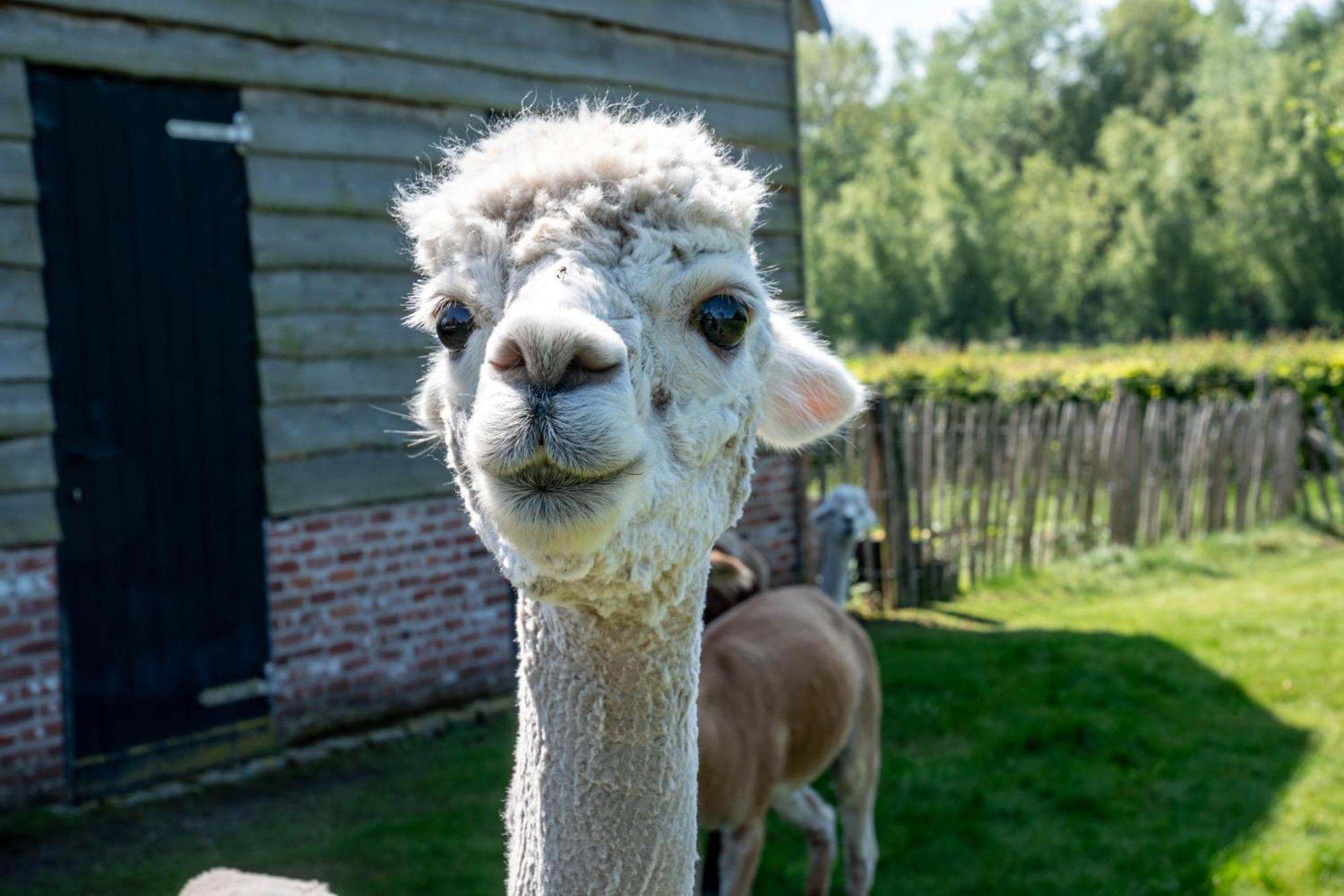 Hoeve Den Akker - Luxueuze Vakantiewoningen Met Privetuinen En Alpaca'S Nabij Brugge, Damme, Knokke, Sluis En Cadzand מראה חיצוני תמונה
