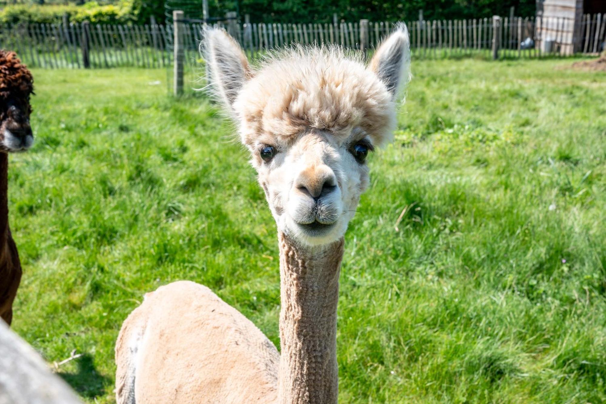 Hoeve Den Akker - Luxueuze Vakantiewoningen Met Privetuinen En Alpaca'S Nabij Brugge, Damme, Knokke, Sluis En Cadzand מראה חיצוני תמונה
